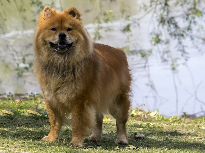 Dog Breeds Capable of Defeating a Lion