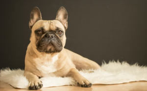 Most Snuggly Dog Breeds